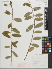 Foto von Salix peloritana Preston
